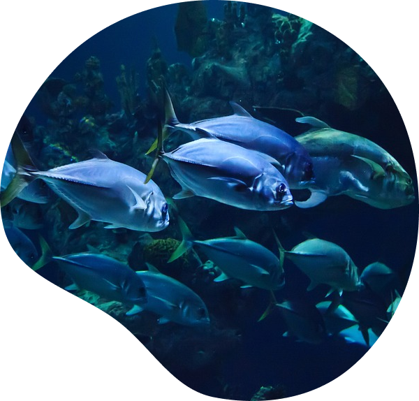 1. Qual a principal causa da poluição nos oceanos?